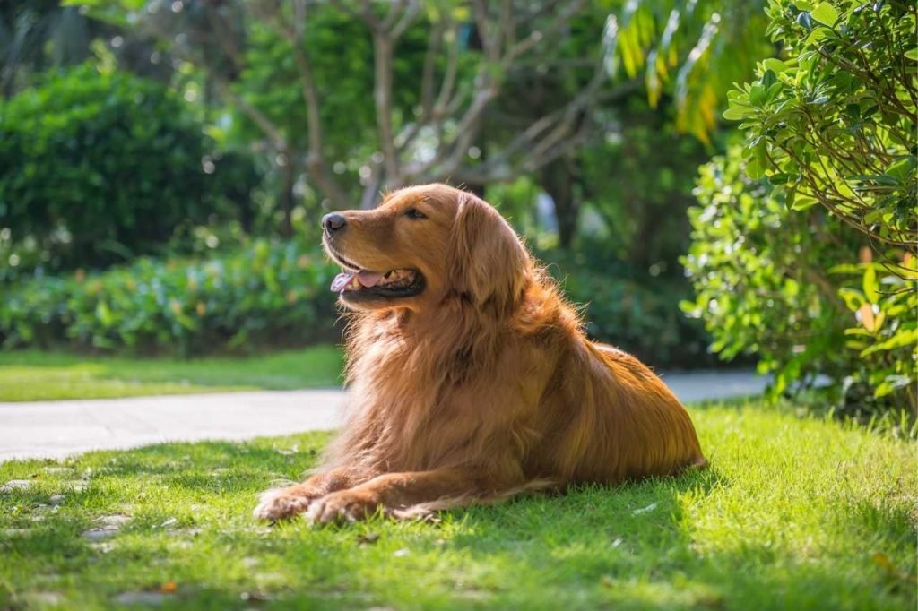 Golden Retriever Be In Heat