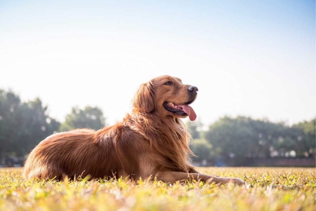 Golden Retriever Be In Heat