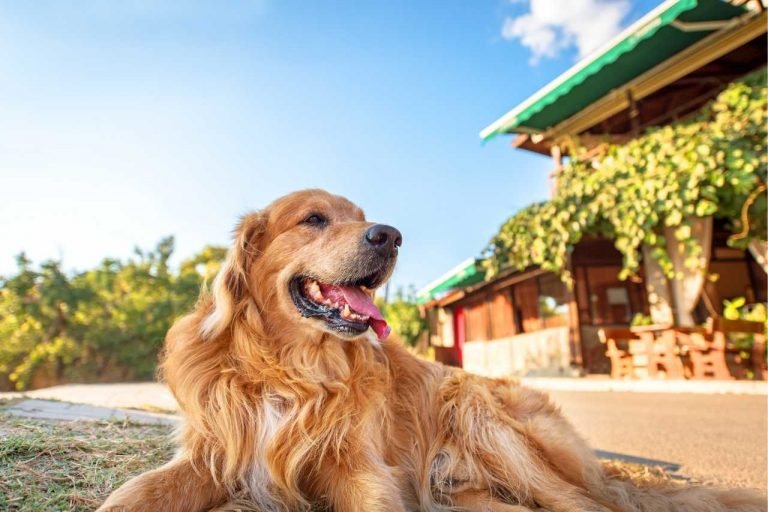 Golden Retriever In Heat