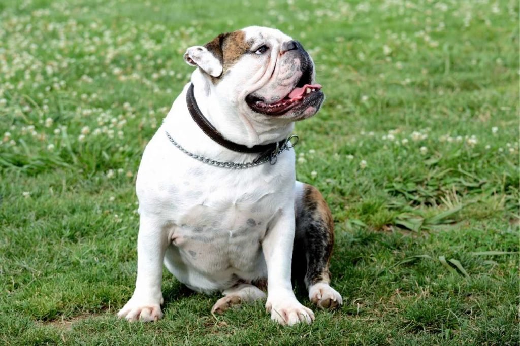 Heatstroke in English Bulldogs