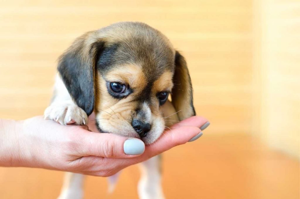 Month Old Beagle Puppy