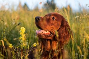 Irish Setters energetic dog breed