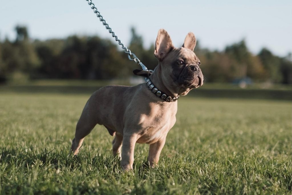 Responsible French Bulldogs Breed Ruff Ruff