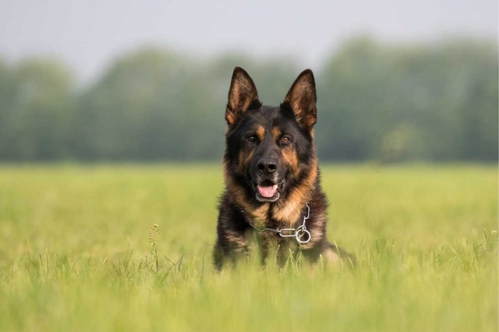 Methods to make your German shepherds bark