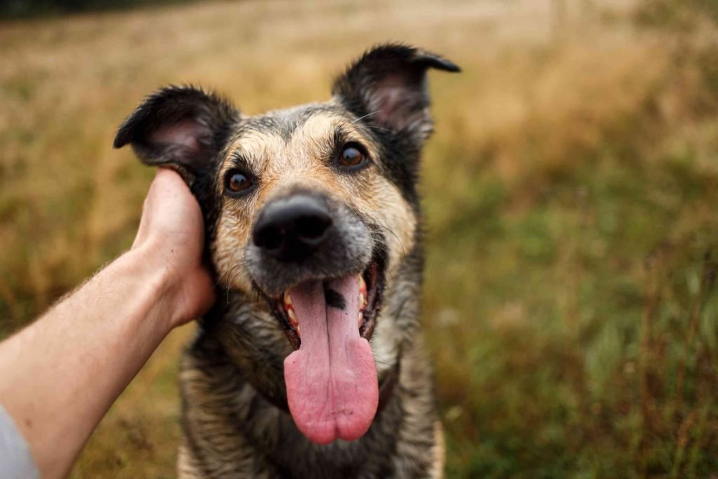 No-Kill shelter, Rehome Meaning