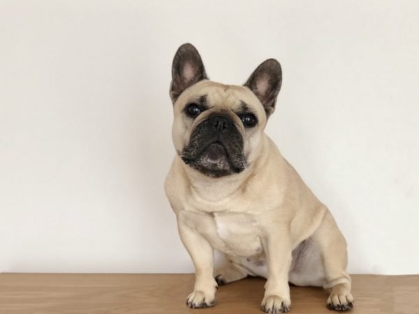 french bulldog free to good home