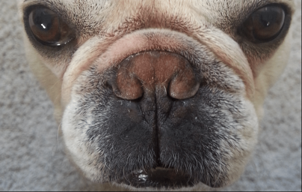 french bulldog free to good home