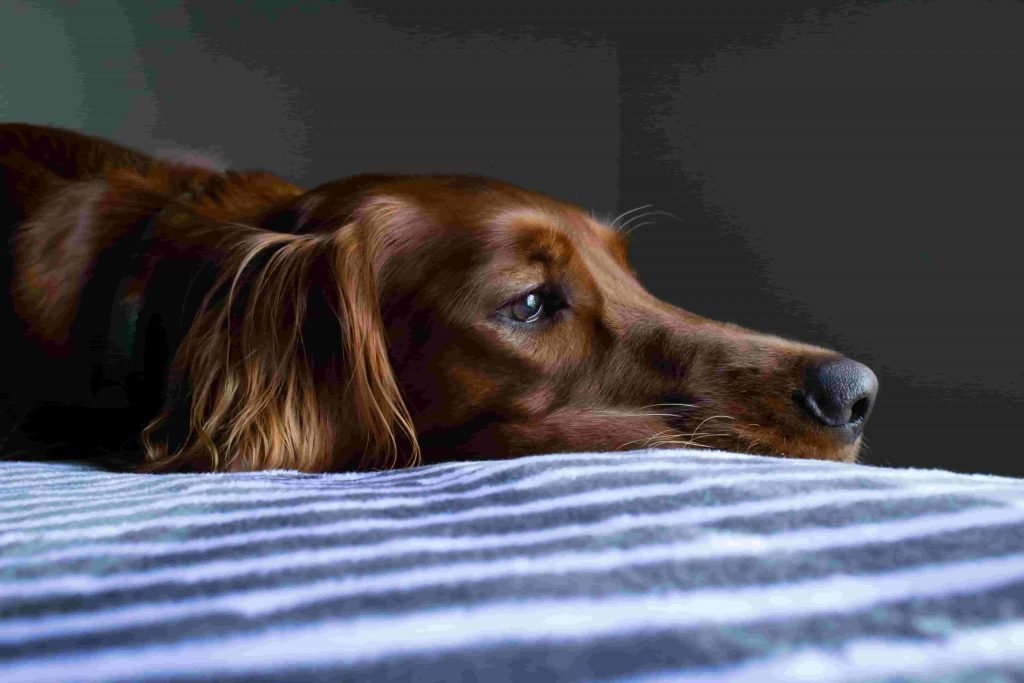 Socialization Your Irish Setters Breeders Dog Breed