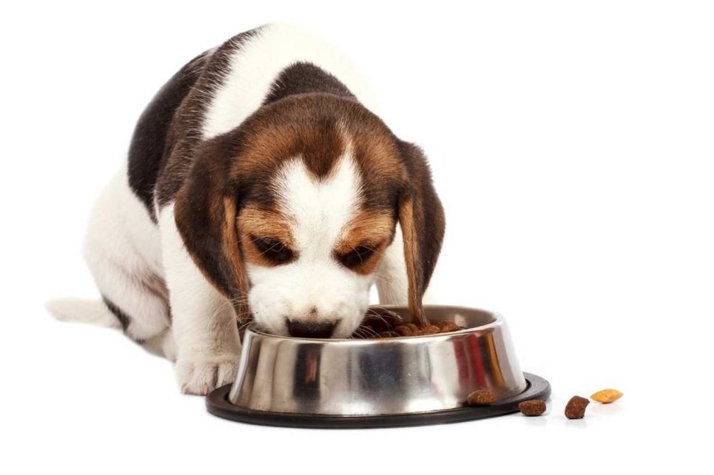 Month Old Beagle Puppy