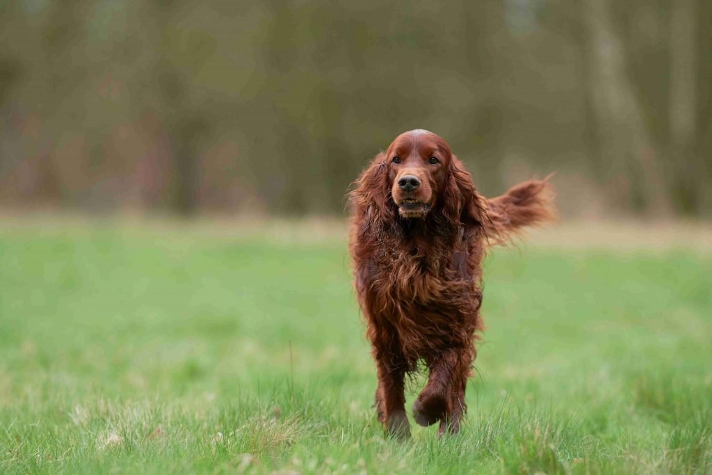 Training Irish Setters Breeders Dog Breed