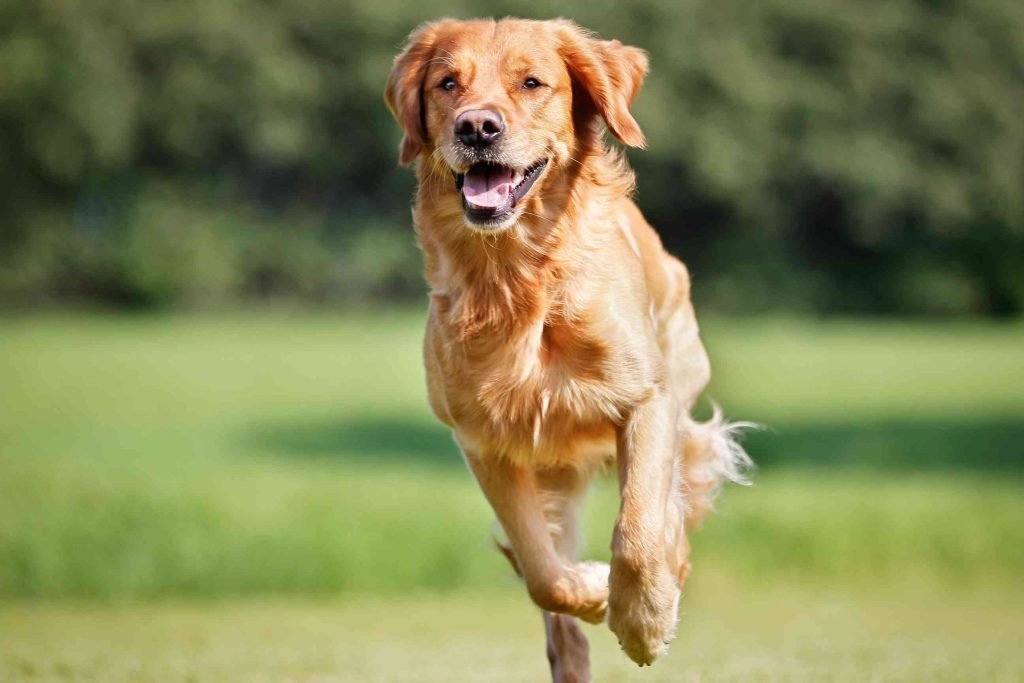 Beautiful Golden Retriever Dog