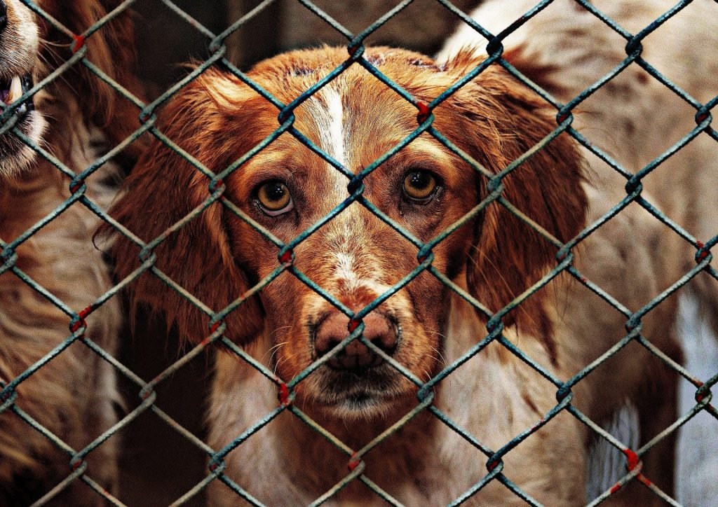 Dog behind metal fence
