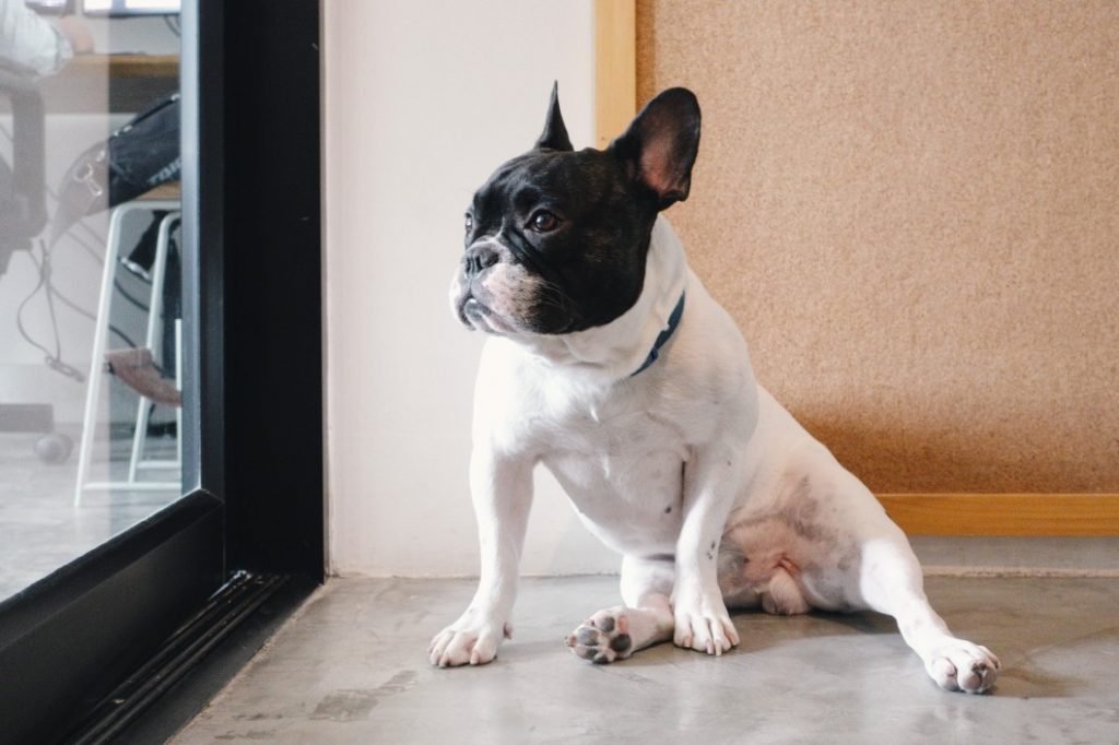 How to Rehome Meaning a dog