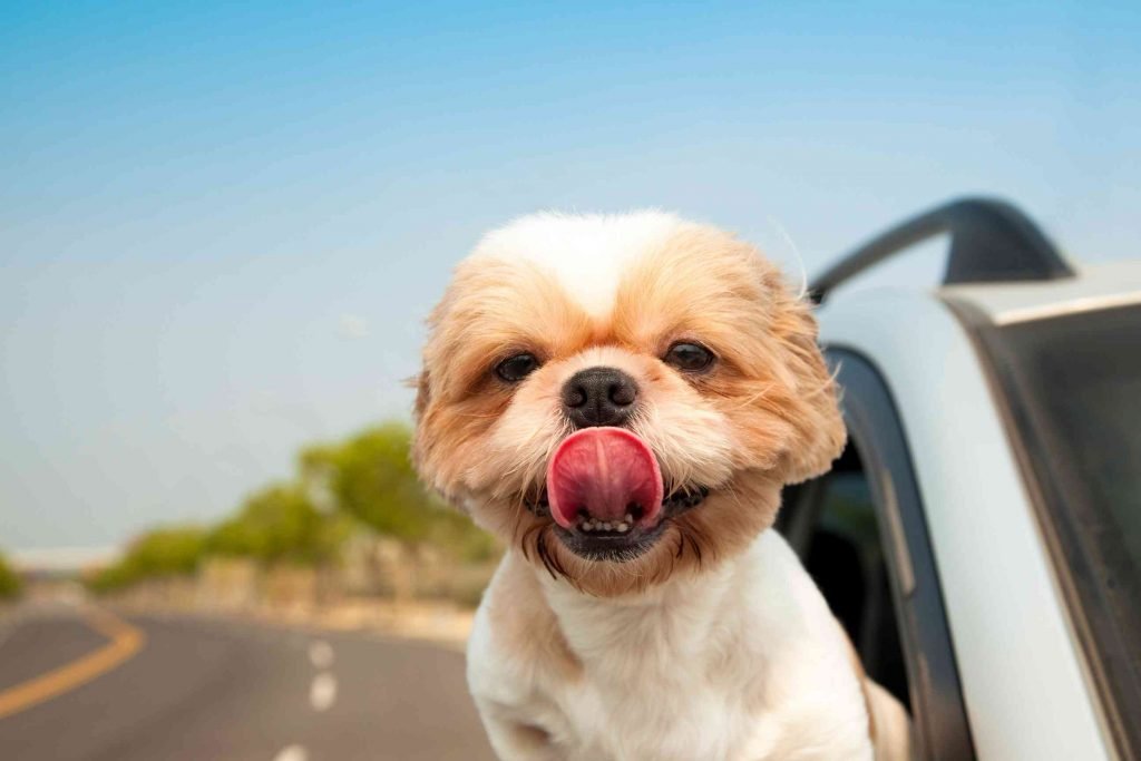 transfer medical records when Rehome Meaning a dog