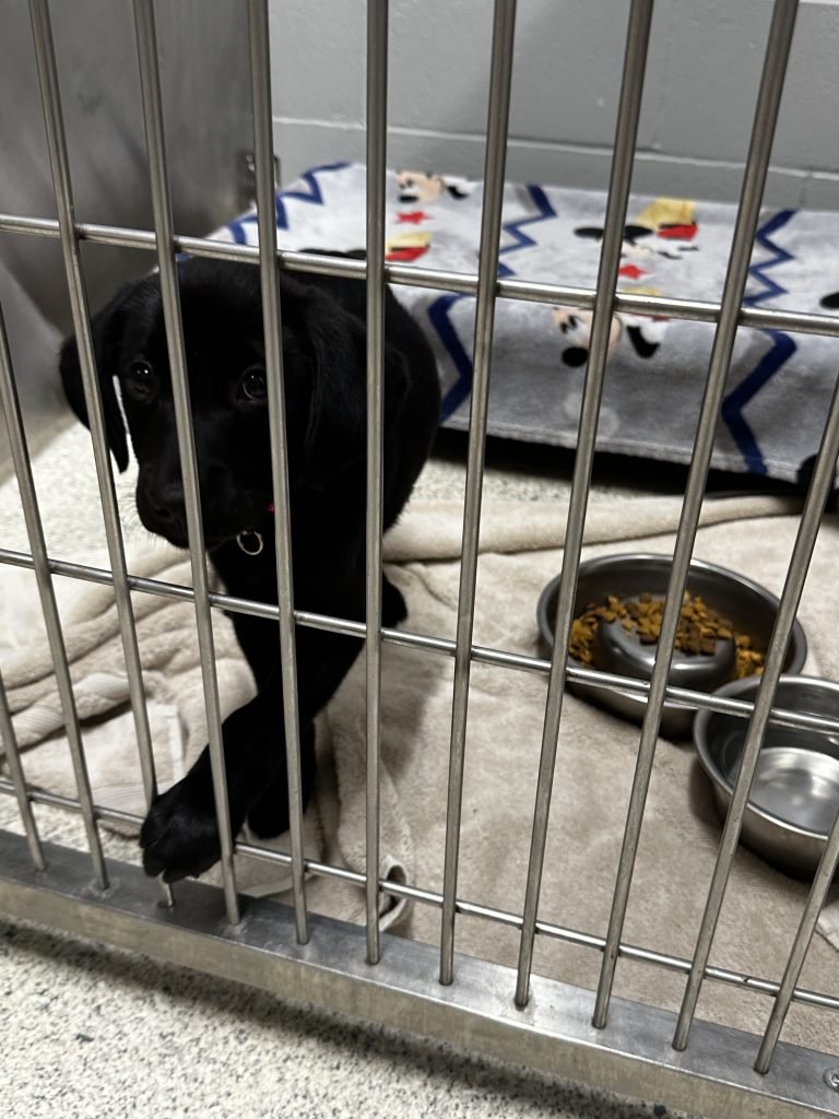 Animal Shelter Jacksonville