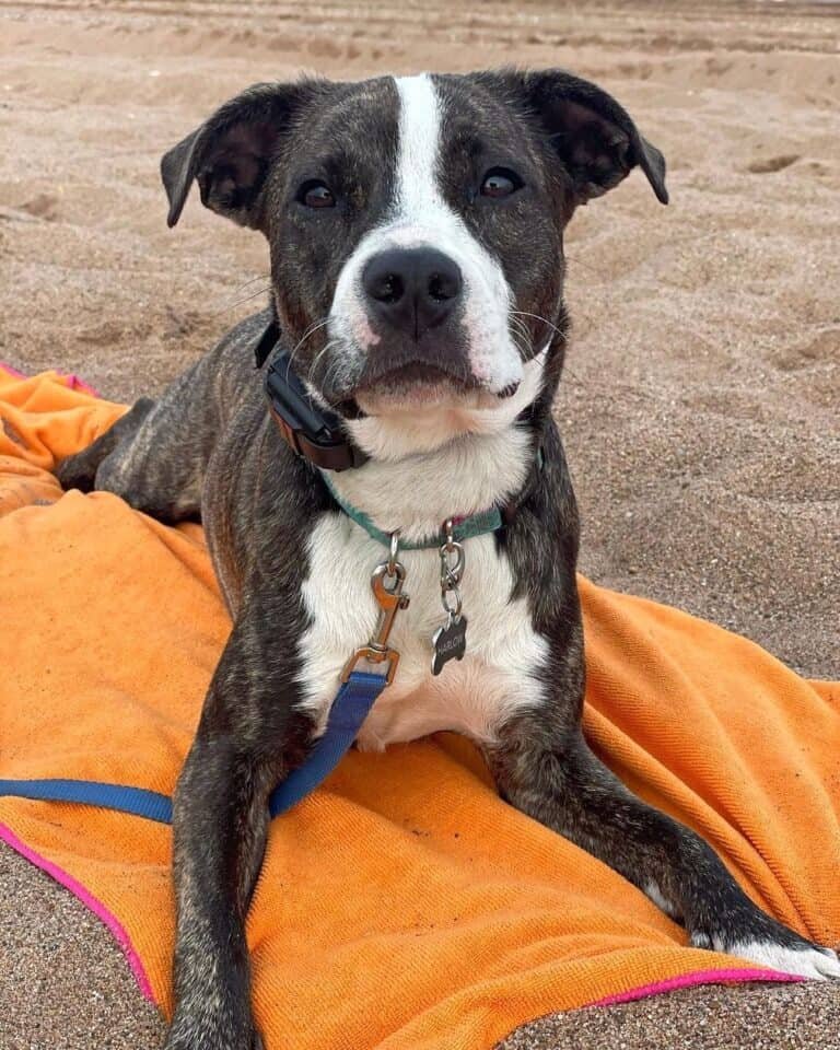 Australian Shepherd Pitbull mix, Australian Shepherds breed