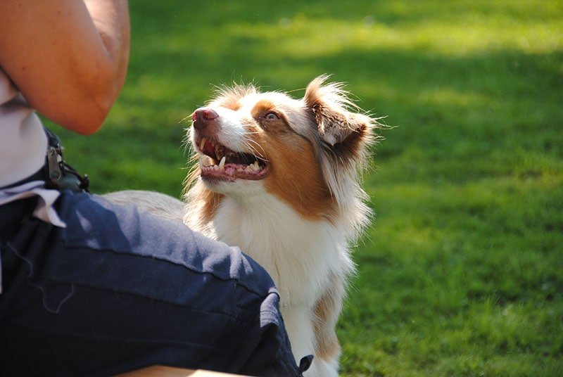 Australian Shepherd pet