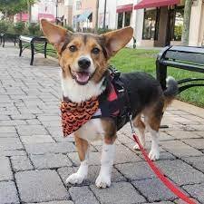Beagle mixed with corgi, Beagles Breed