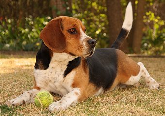Beagle Breed Training