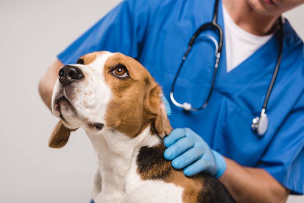 Beagles breed Vet