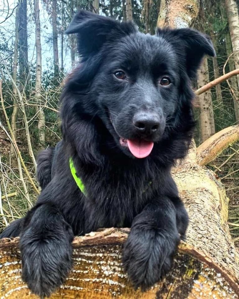 Black Australian Shepherd, Australian Shepherds breed