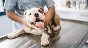 Bulldogs Breed Vet, Ruff Ruff