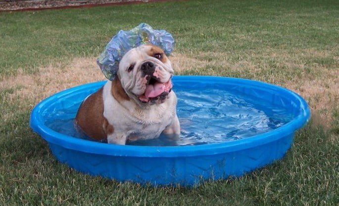 Bulldog Grooming, RUFF RUFF