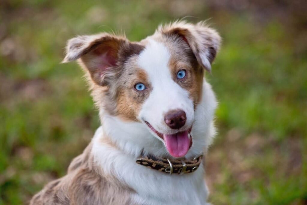 Brown Australian Shepherd, Australian Shepherds breed