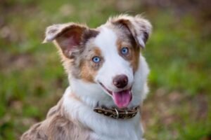 Brown Australian Shepherd, Australian Shepherds breed