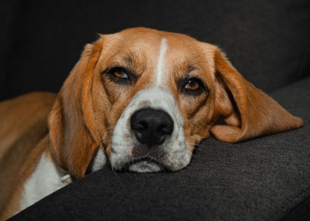 Beagles Breed