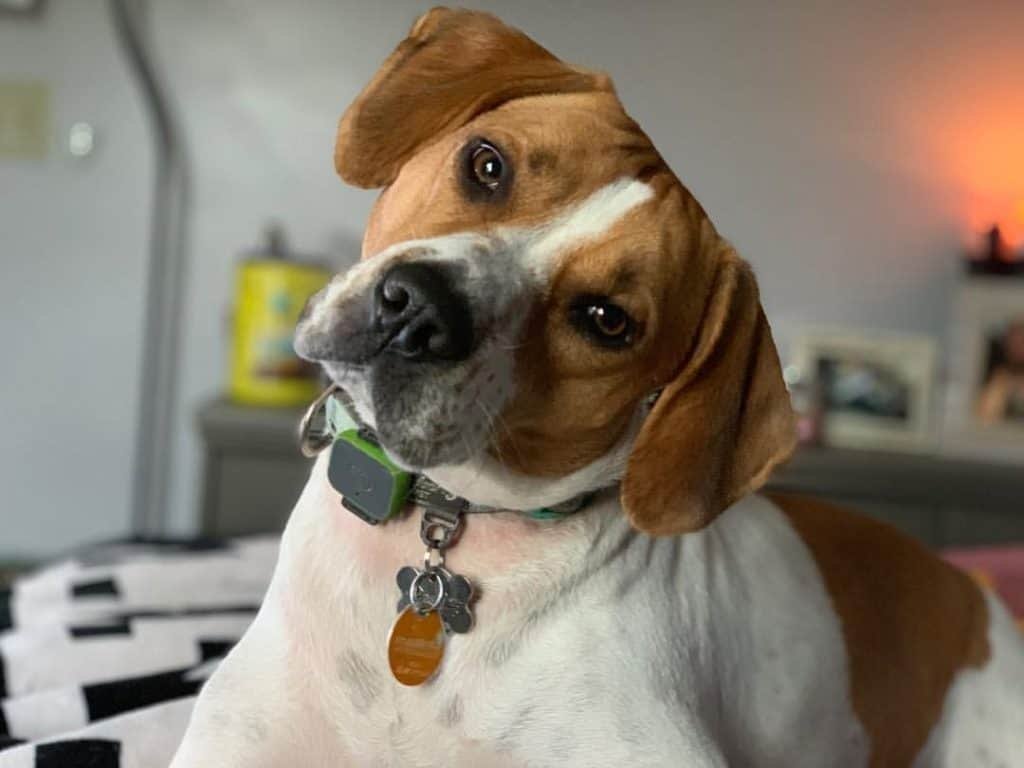 Pitbull Beagle Mix, Beagles Breed