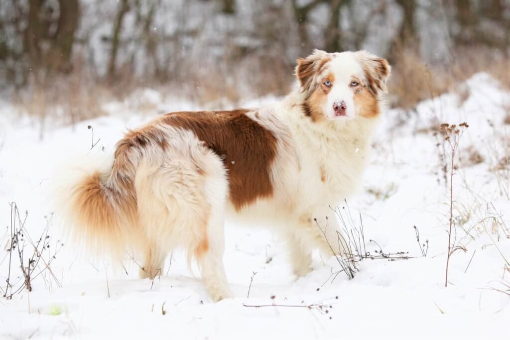 Red Australian Shepherd, Australian Shepherds breed