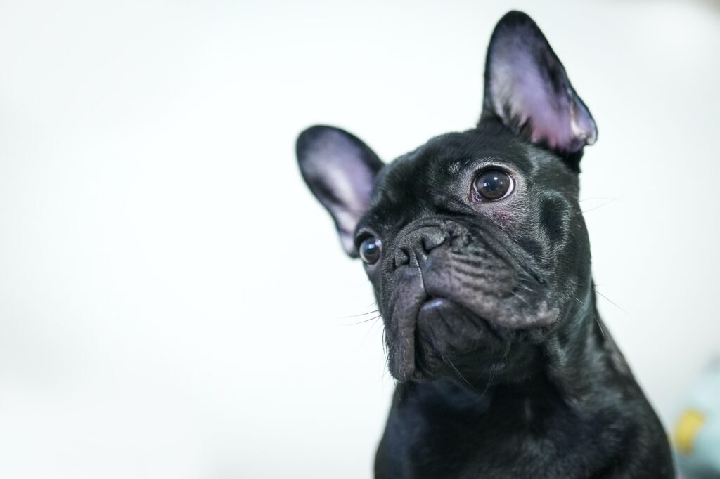 Black French Bulldog