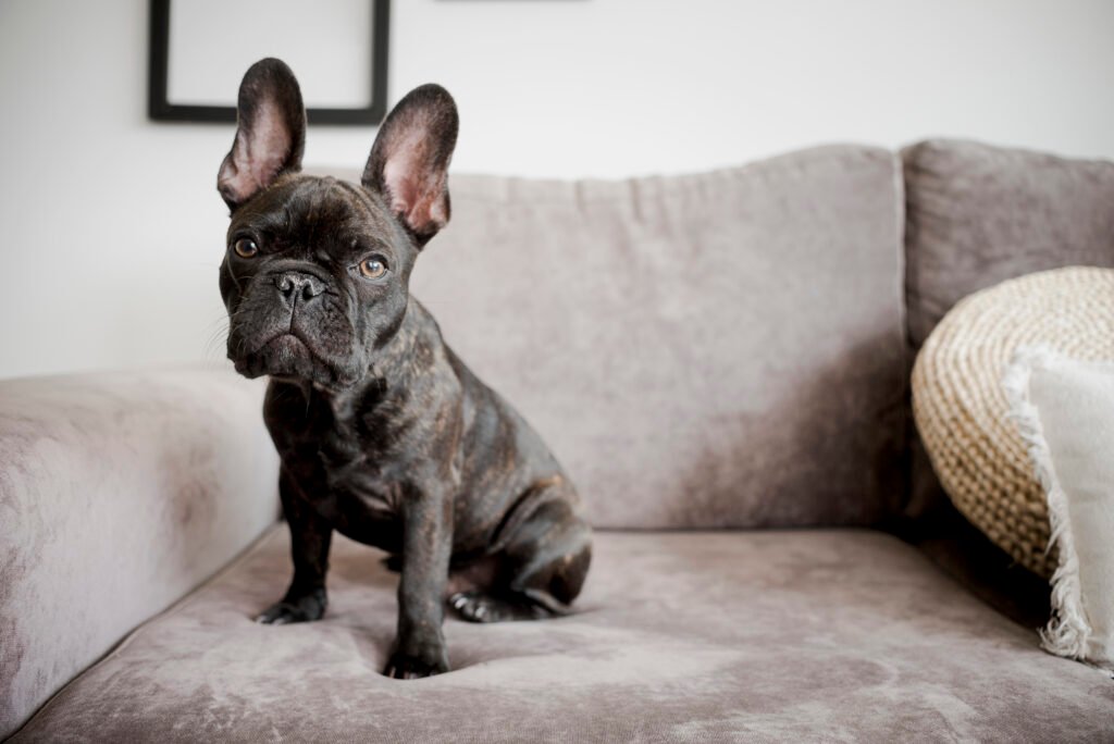 Brindle French Bulldog