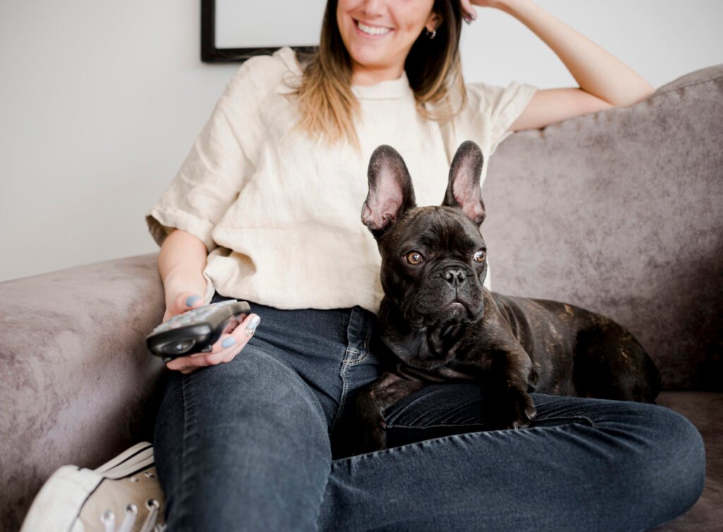Brindle French Bulldog
